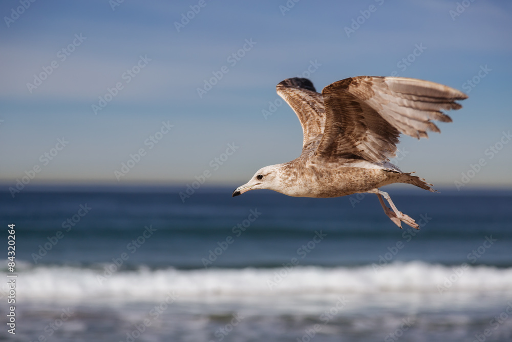 Naklejka premium Seagull flying and crying on the hermosa beach