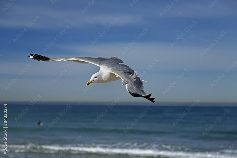 Seagull flying on the hermosa beach, California, USA Seagull flying on the hermosa beach, California, USA