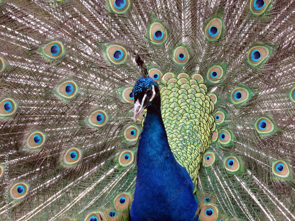 Fototapeta premium Peacock tail feathers
