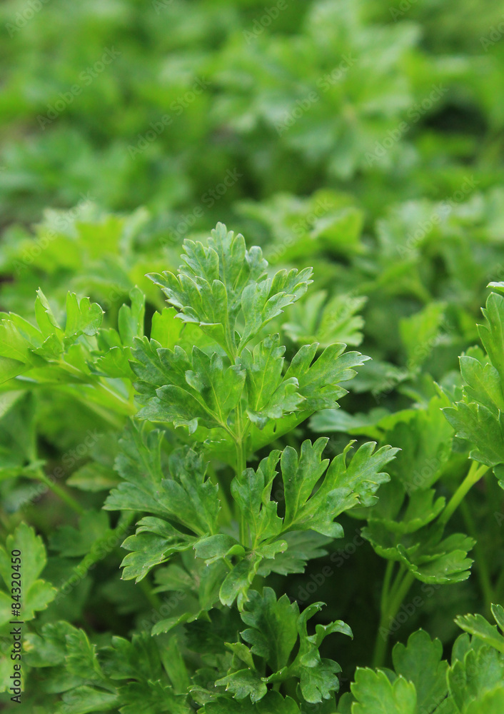 parsley leaves parsley leaves