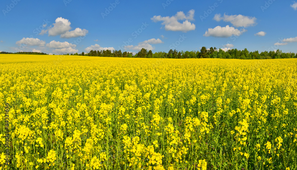 Flower field Flower field