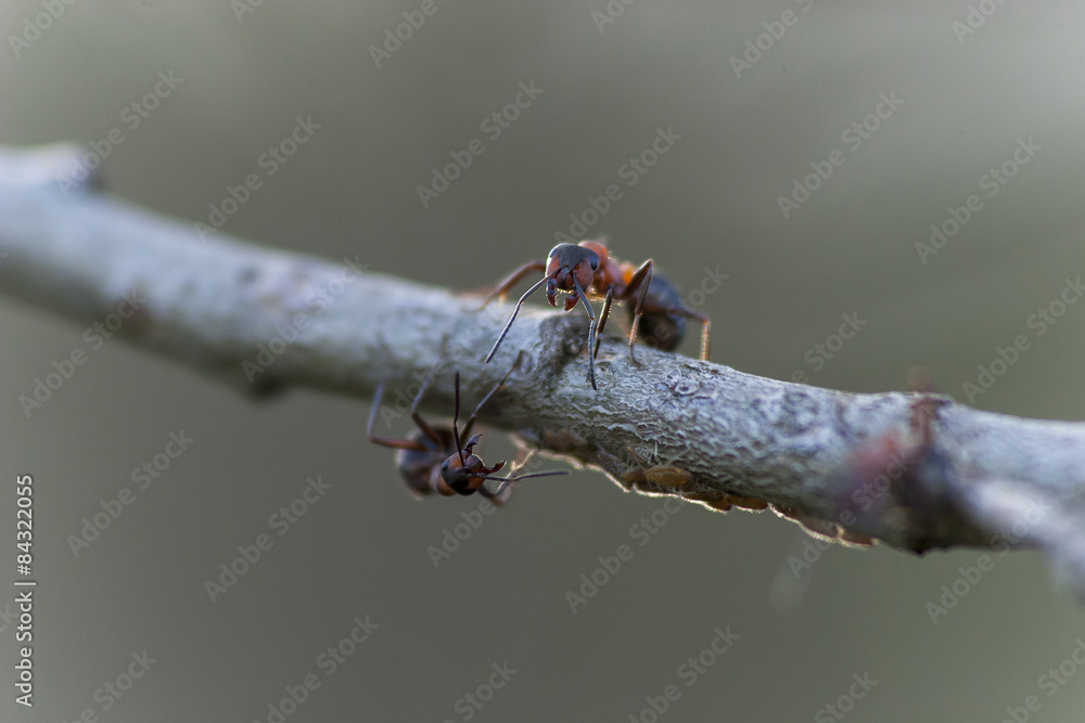 Fourmis sur une branche en gros plan StockFoto Adobe Stock