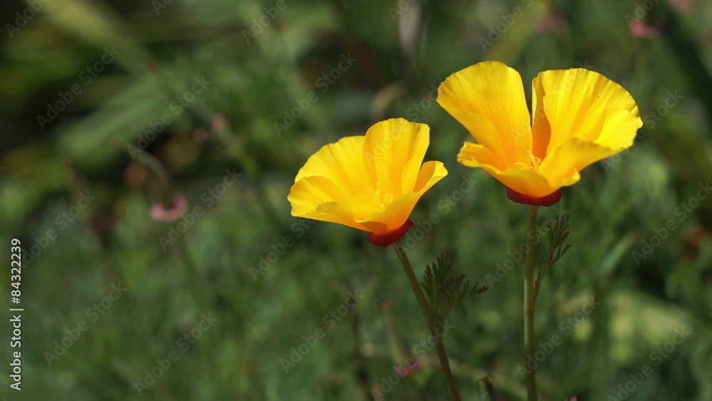 California poppy, Eschscholzia californica. California poppy, Eschscholzia californica.