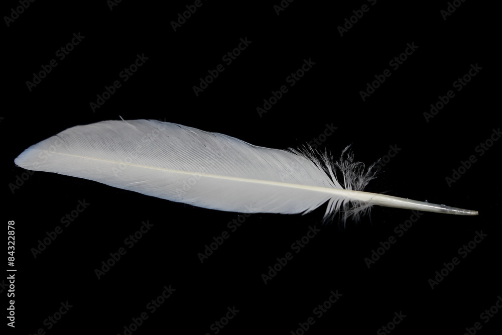 Pigeon feather