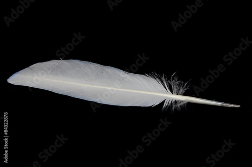 Obraz na płótnie Pigeon feather w salonie