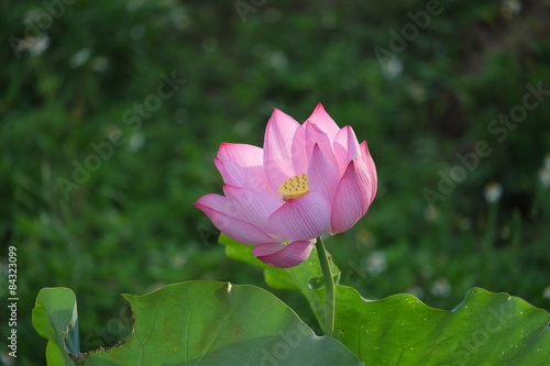 Lotus flower and Lotus flower plants