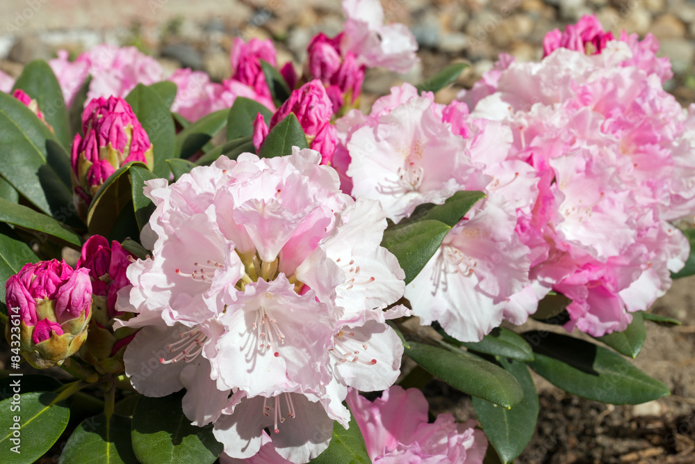 Rhododondren shrub / Rhododondren shrub in a garden Rhododondren shrub / Rhododondren shrub in a garden