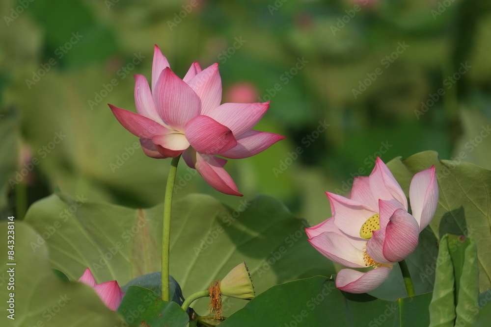 Obraz premium Lotus flower and Lotus flower plants