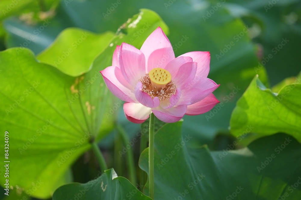 Fototapeta premium Lotus flower and Lotus flower plants