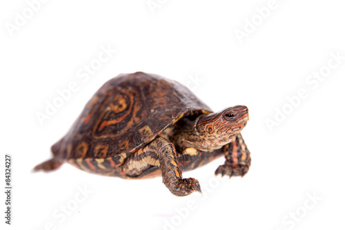 The Painted wood turtle on white