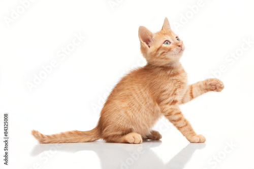 Playful red kitten looking up  trying to catch something