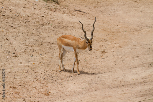 Thomson s Gazelle