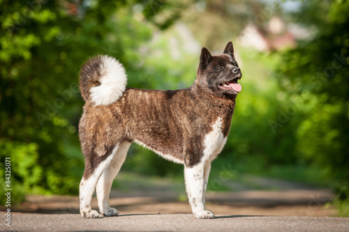American akita dog 