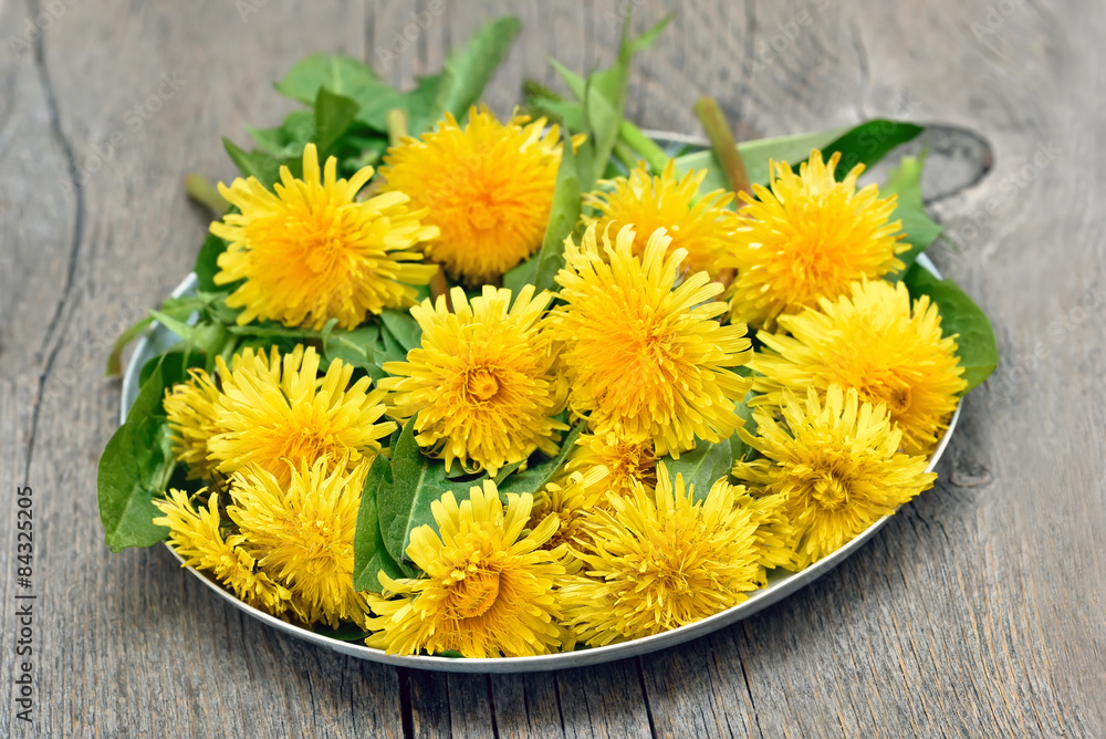 Fototapeta premium Dandelion heads