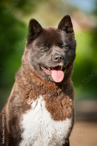 Portrait of american akita dog 