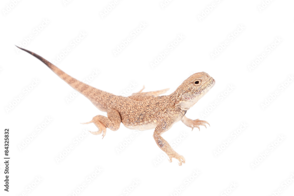 Fototapeta premium Secret Toad-Headed Agama on white