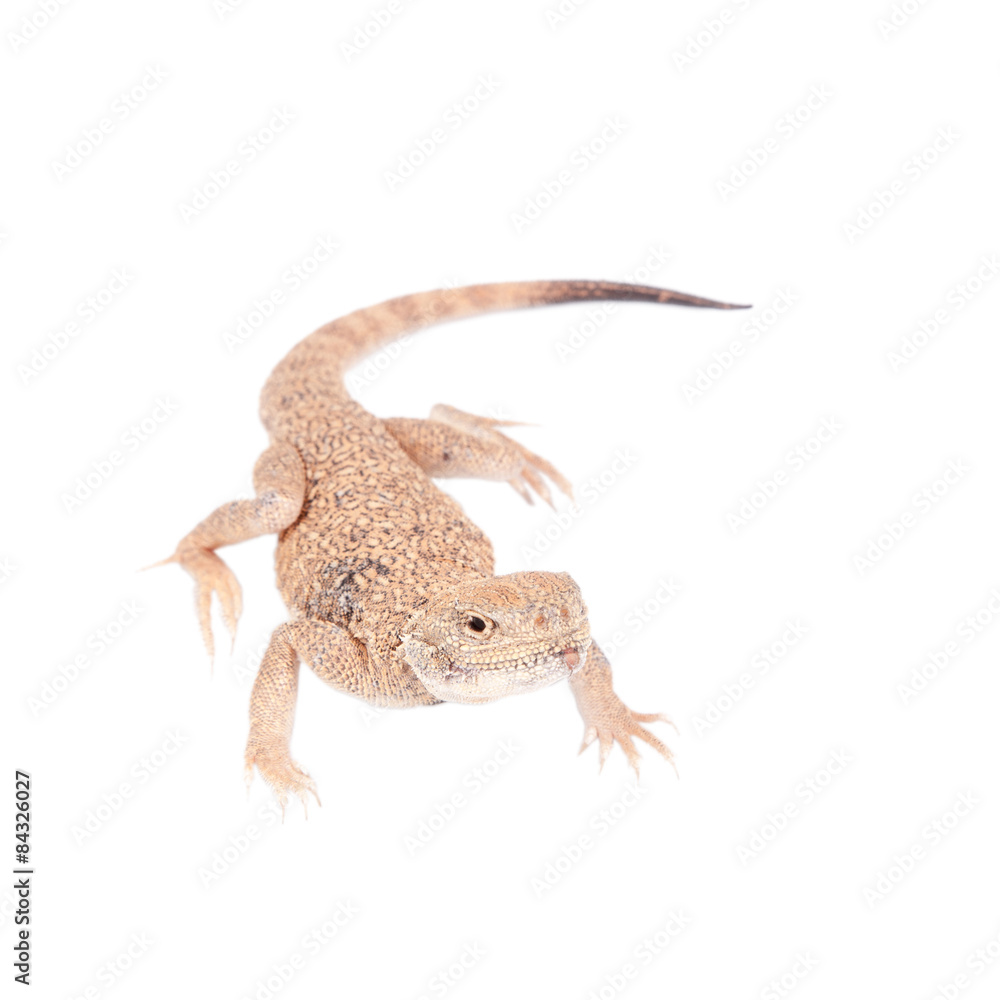 Obraz premium Secret Toad-Headed Agama on white