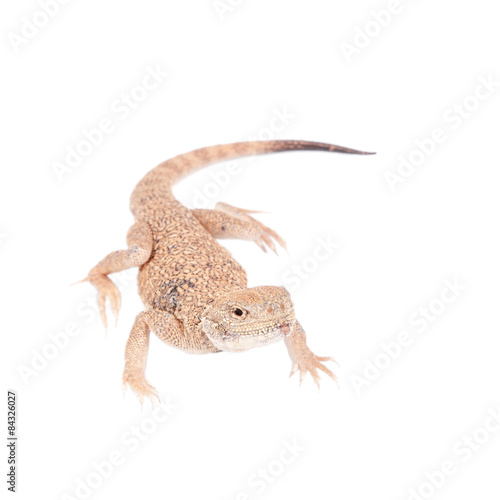 Secret Toad-Headed Agama on white
