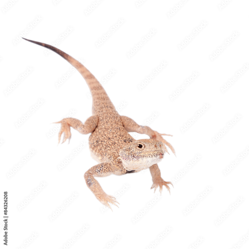 Naklejka premium Secret Toad-Headed Agama on white