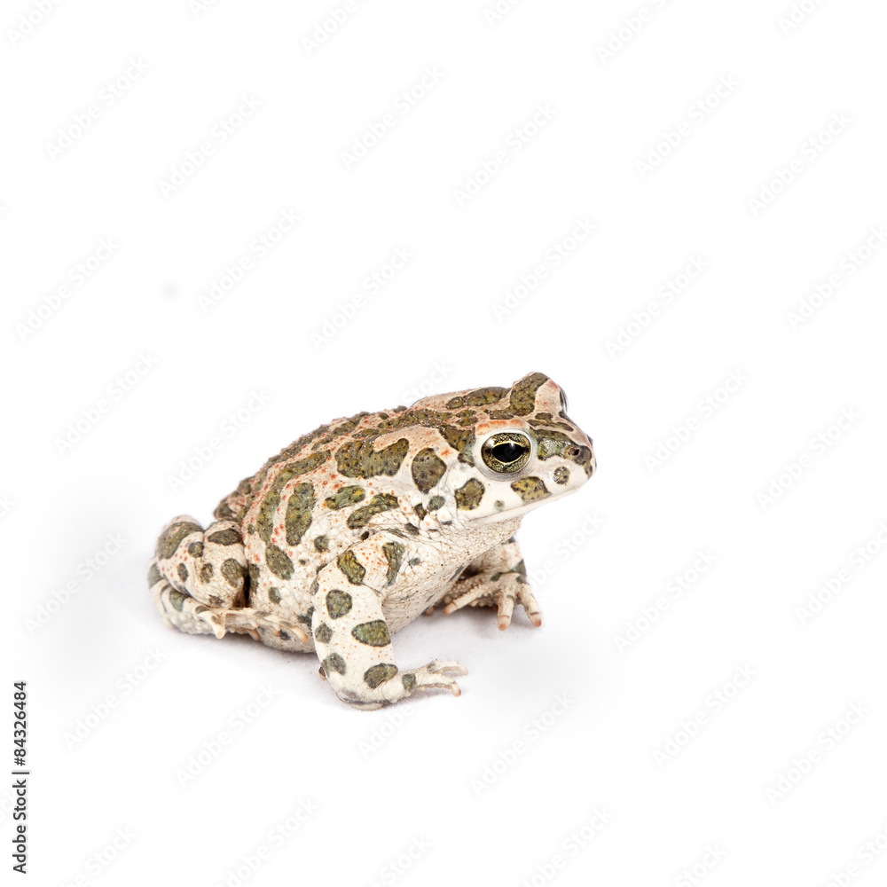 Fototapeta premium The Egyptian green toad on white