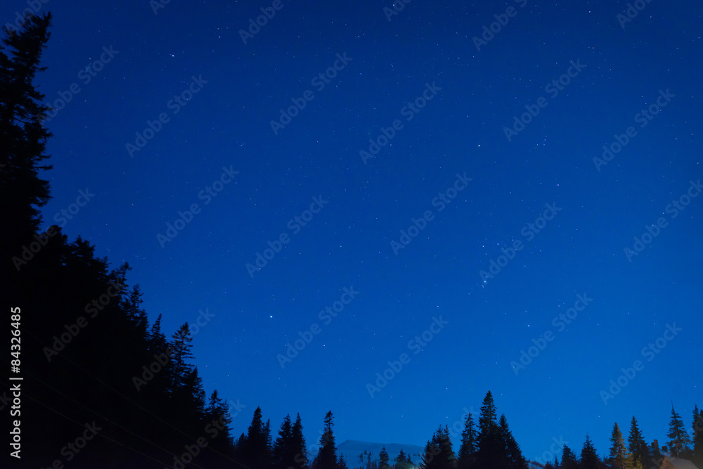 Naklejka premium Forest under blue dark night sky