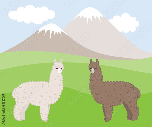 Two cute furry differently colored alpacas on a mountain meadow.
