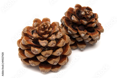 Stone pine, Pinus Pinea