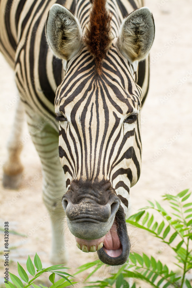 Naklejka premium Zebra
