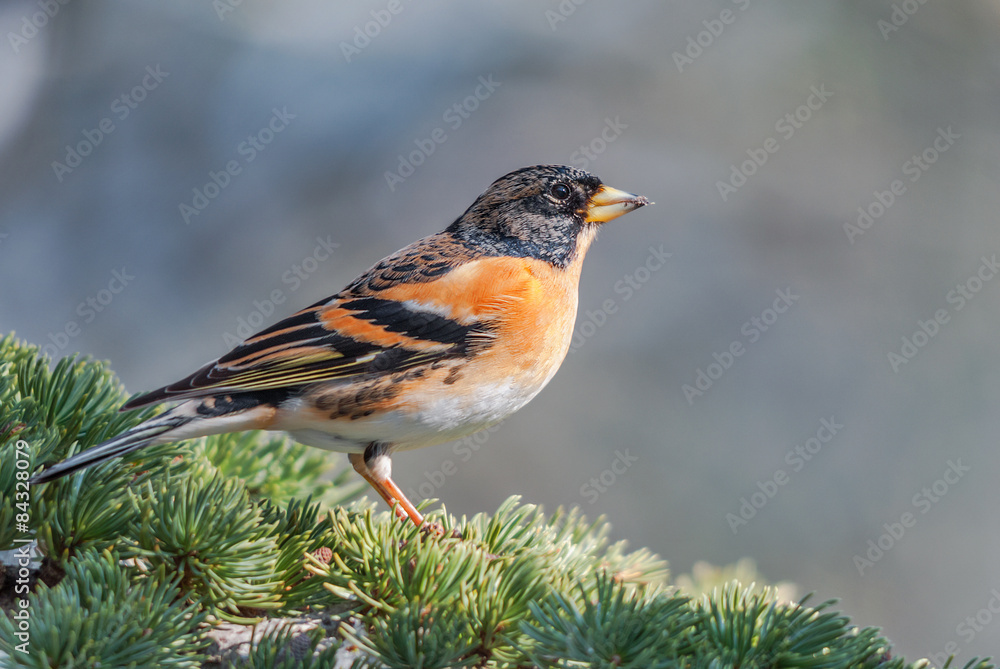 Male brambling on a cedar branch Male brambling on a cedar branch