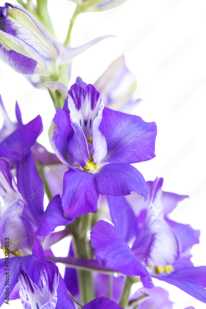 Beautiful flowers close-up Beautiful flowers close-up