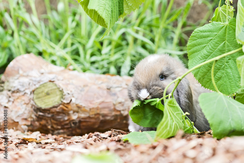 Baby Kaninchen im Aussengehege