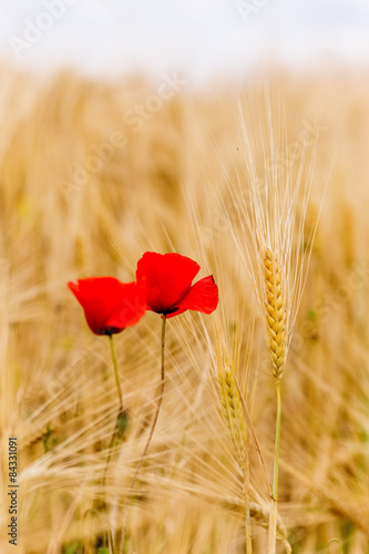 Fototapeta Naklejka Na Ścianę i Meble -  A wheat field with poppies flowering in early summer