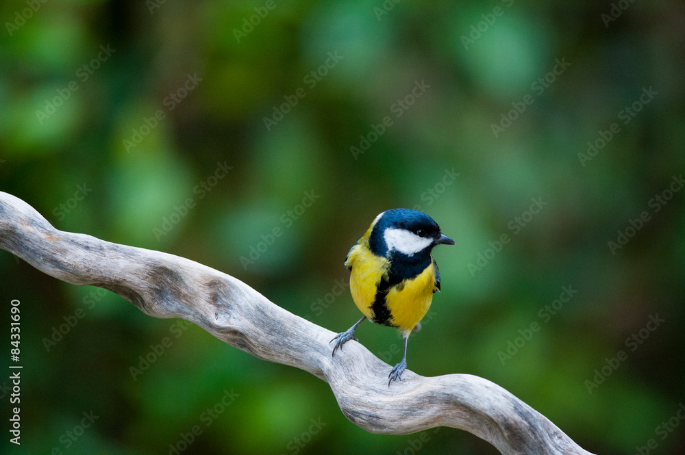 Fototapeta premium Cincia