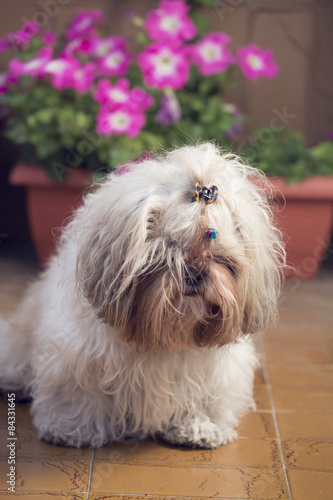 Cute shi tzu puppy dog lying on a garden