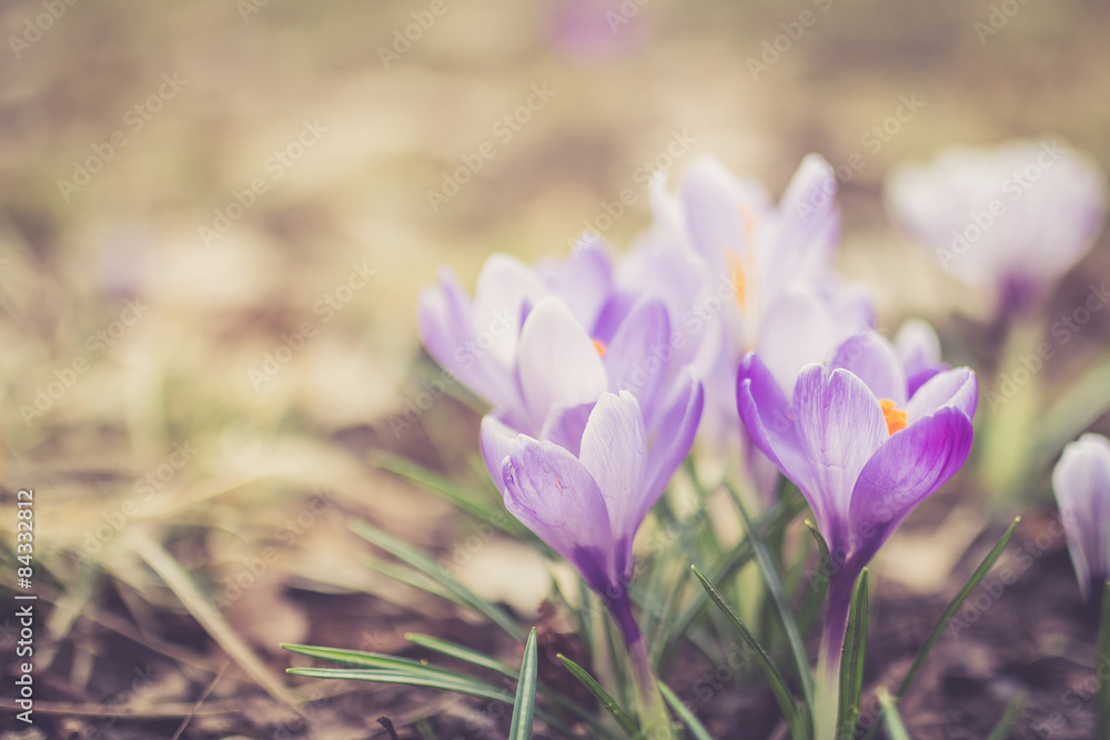 Crocus in the Sun Crocus in the Sun