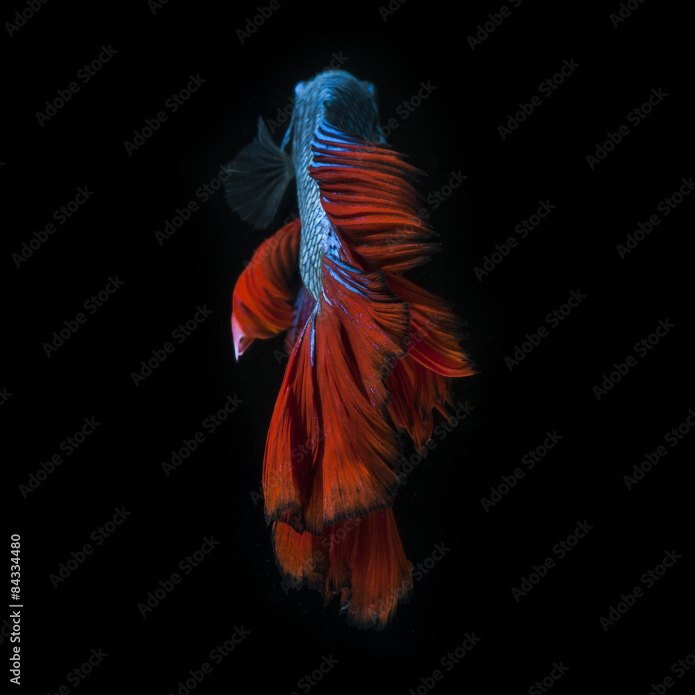 Capture the moving moment of red-blue siamese fighting fish Capture the moving moment of red-blue siamese fighting fish