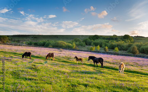 Fotografia Dartmoor Ponies