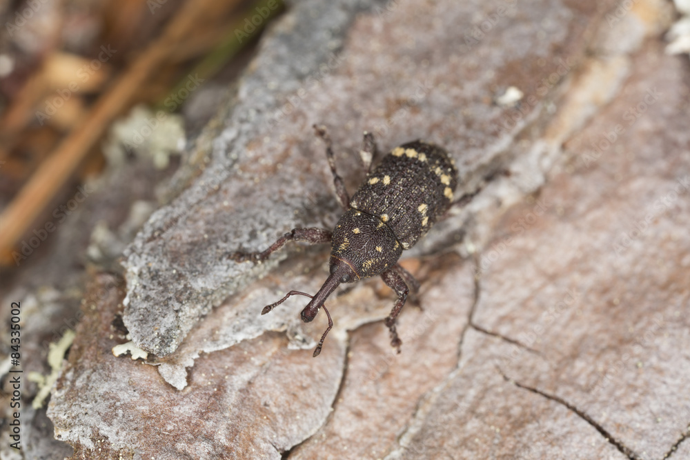 Pissodes weevil, Pissodes pini on pine Pissodes weevil, Pissodes pini on pine