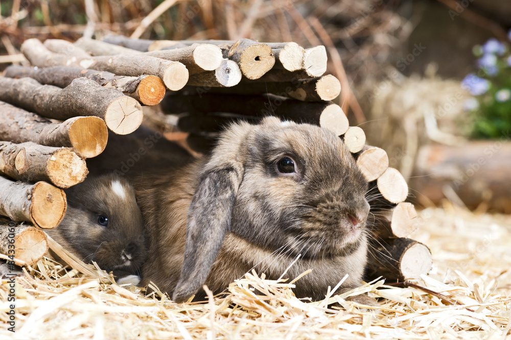 Obraz premium Króliki na wybiegu zewnętrznym