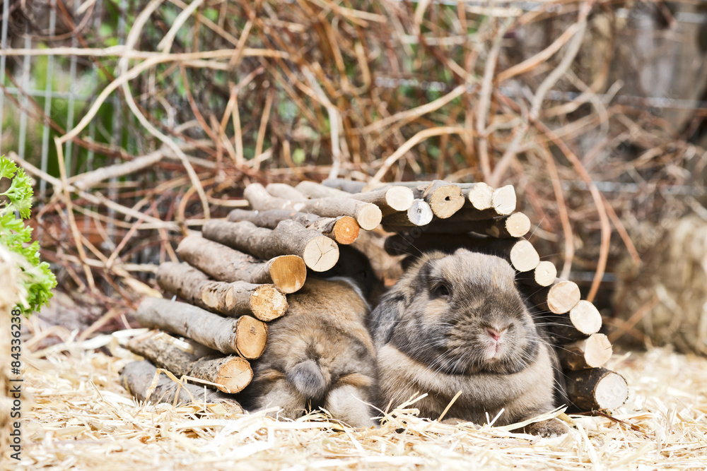 Obraz premium Kaninchen im Außengehege