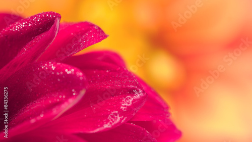 Dahlia Petals Close-Up