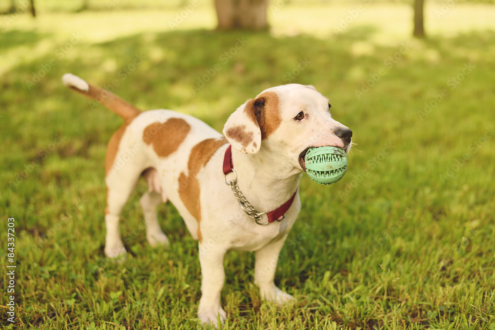 American staffordshire terrier dog