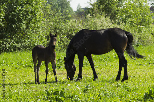 Wallpaper Mural Grazing horse with a foal. Torontodigital.ca