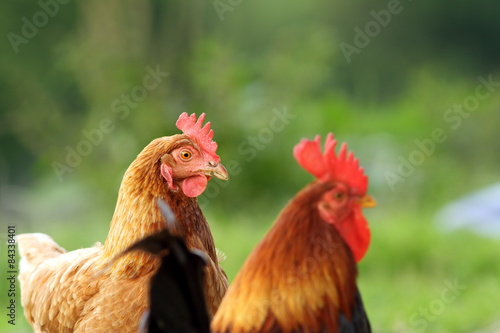 hen and rooster over green background