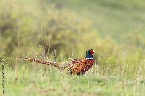 male pheasant in green grass photo