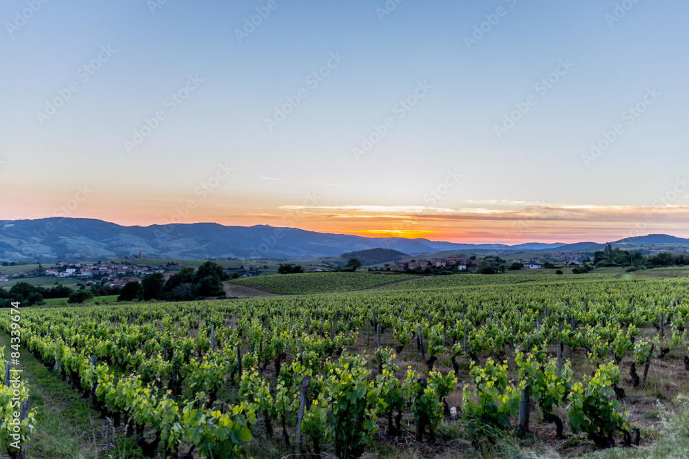 Couché de soleil sur les vignes dans le Beaujolais Couché de soleil sur les vignes dans le Beaujolais