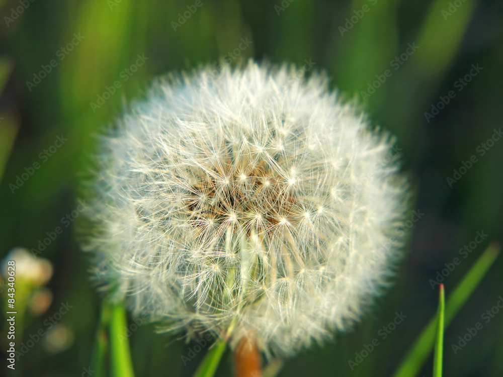 Fototapeta premium Dandelion blossom.