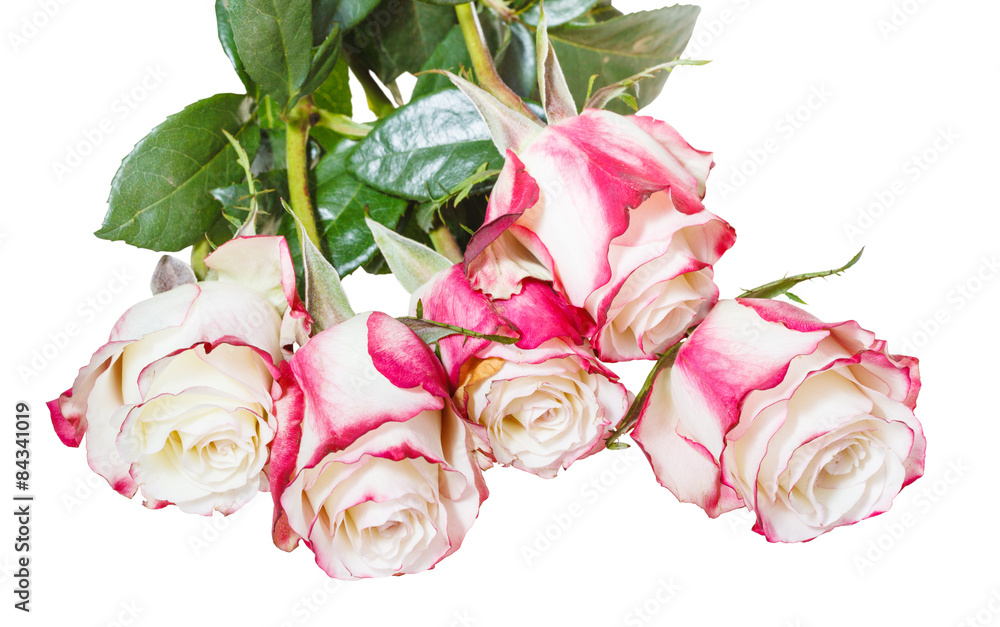bunch of pink roses isolated on white bunch of pink roses isolated on white