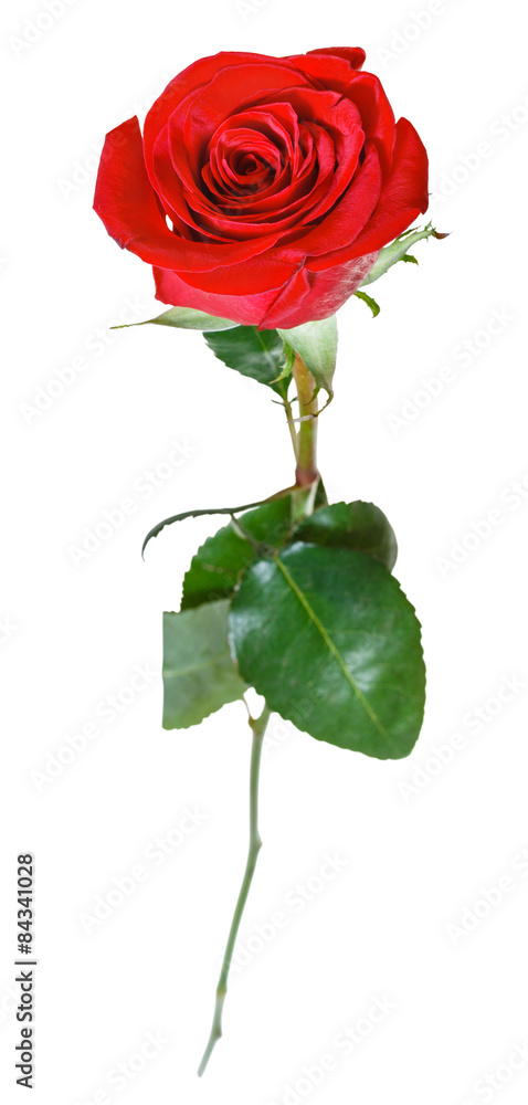 one red rose flower isolated on white - obrazy, fototapety, plakaty 