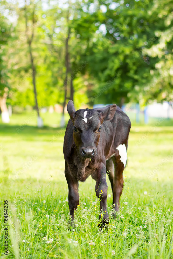 the dairy calf who is grazed on a meadow